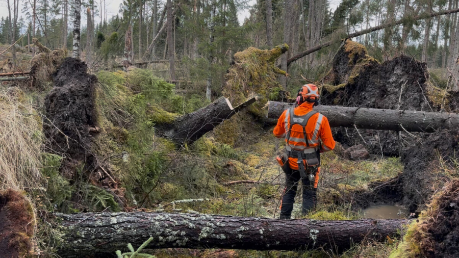 Nu görs plan för skogsbrukets krisberedskap