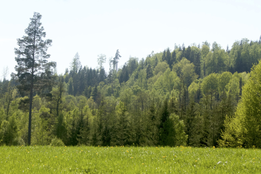 Örebro slutar bruka skogen