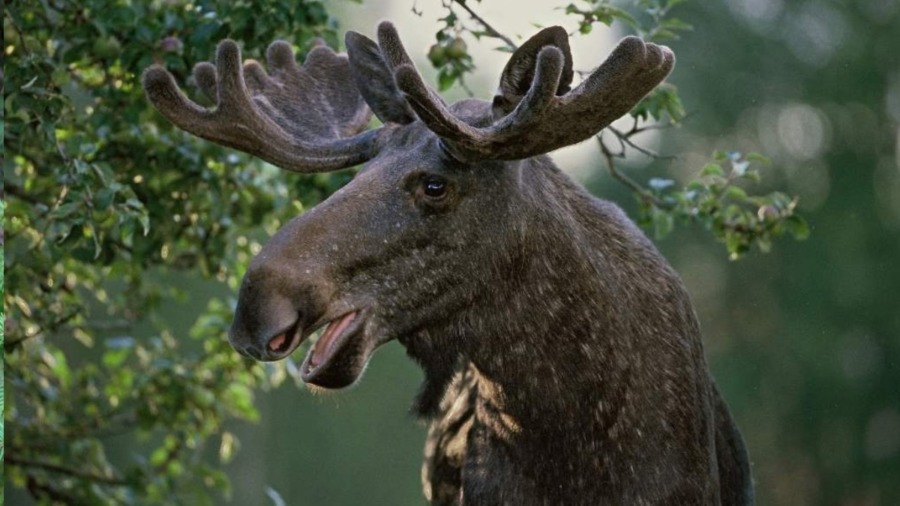 Älgstammen ökar för tredje året i rad