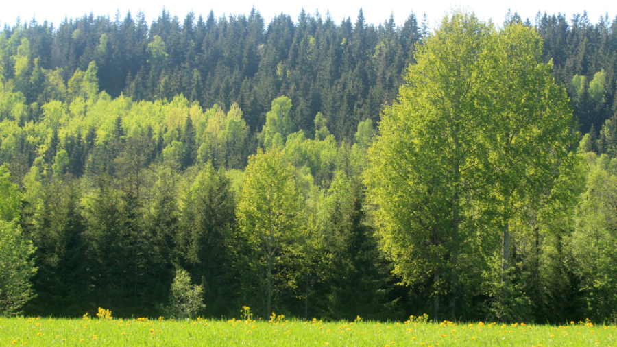 Klimatanpassar du skötseln?