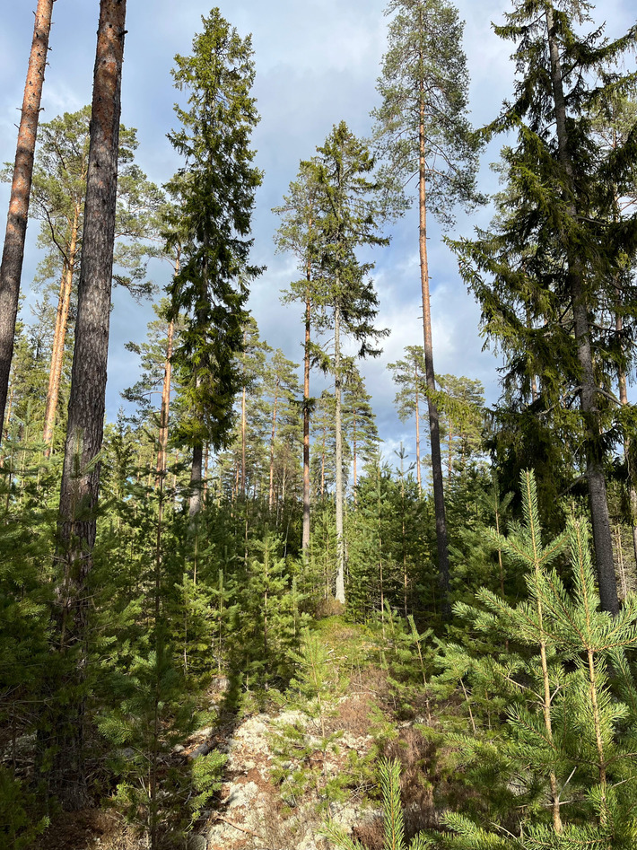 Flerskiktad granskog