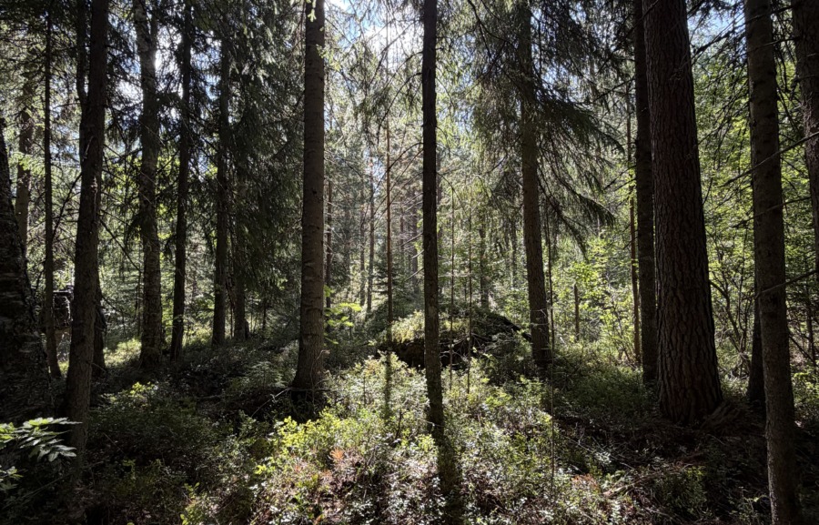 Hårda anklagelser mot Sveaskog