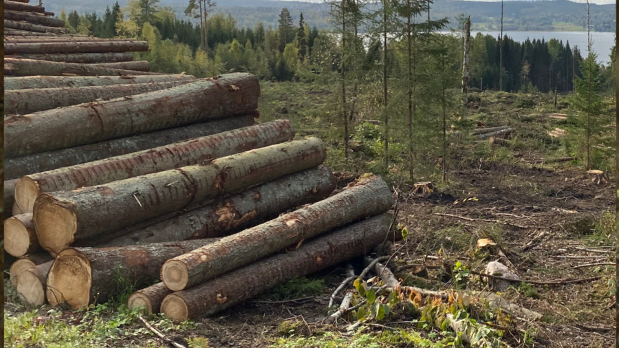 Så bryts oftast mot skogslagen i Finland