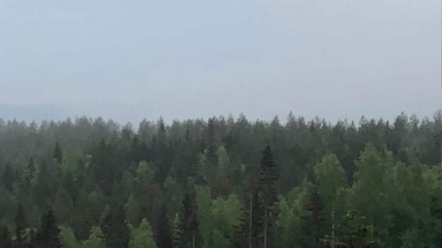 Palantirs VD utökar skogsköp