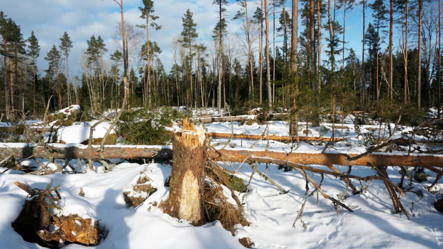 Mellanskog trotsar storm och marknad