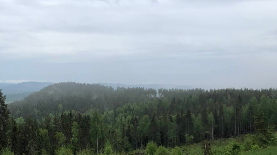 En av tio svenskar vill ha mer EU-inriktad skogspolitik