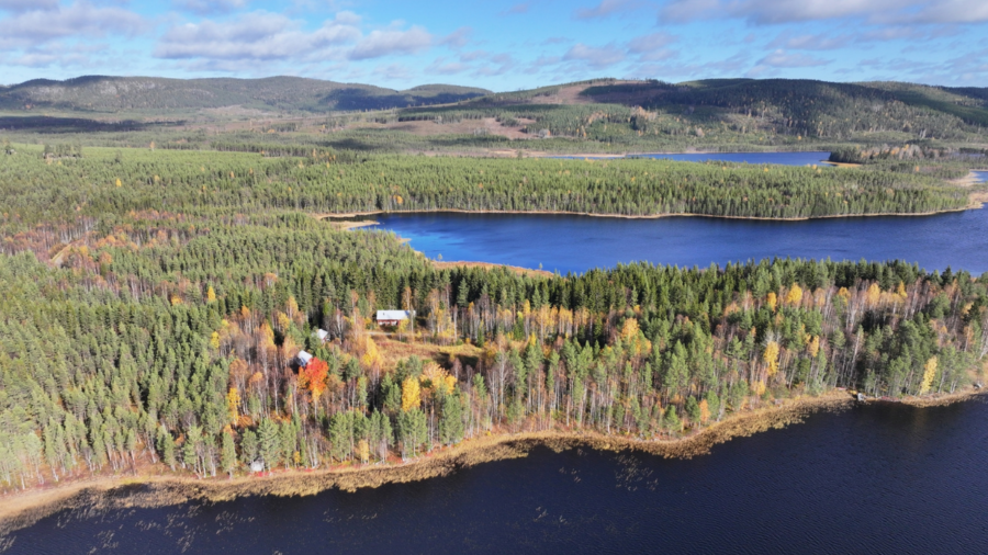 Bli skogsägare – till priset av en billig bil