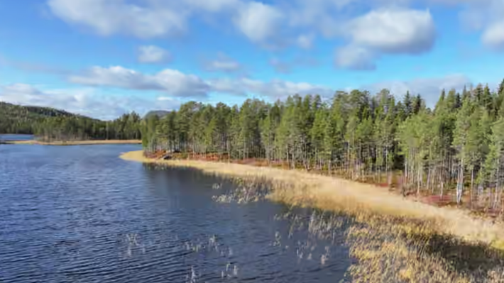 Skog i Norrland