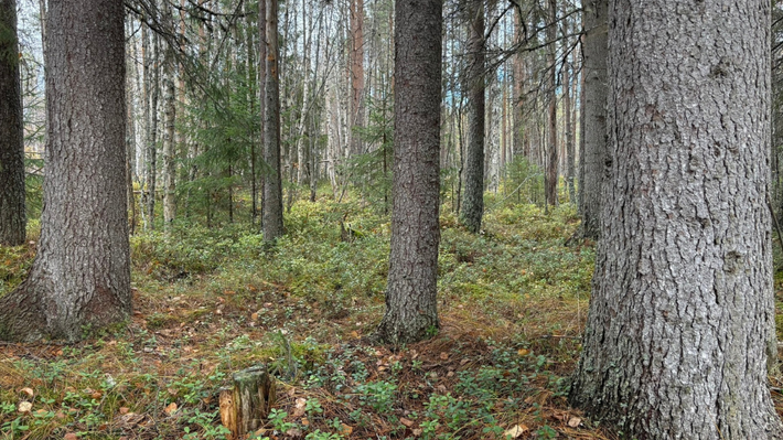 Skog i Norrland