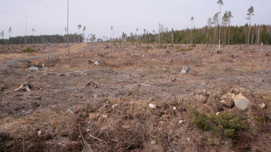 Googles klavertramp i nordiska skogen