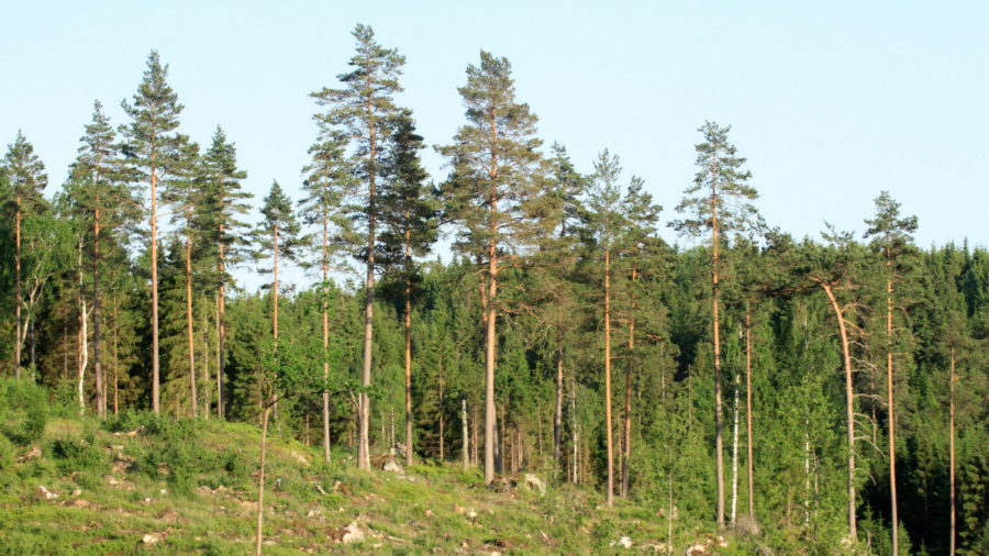 Statistik: Avverkningarna rasar i Götaland