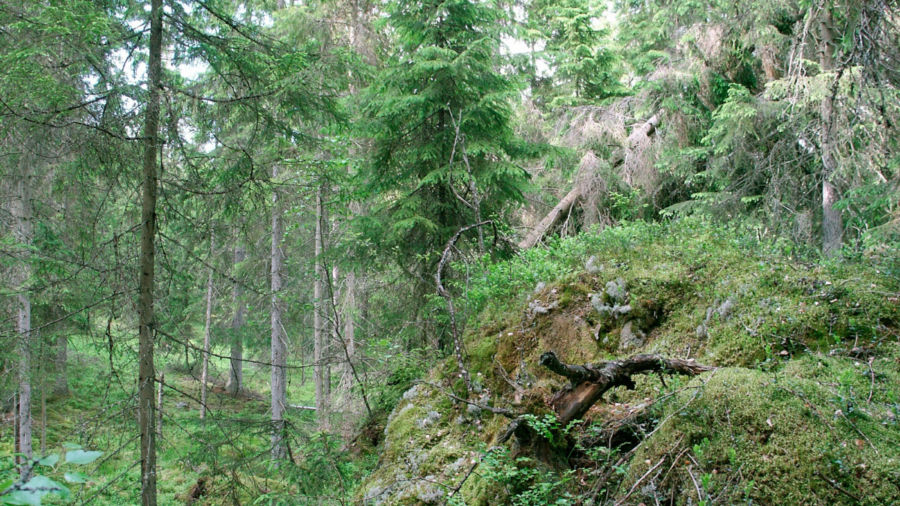 Skogsstyrelsens expert: ”Viktigt att förlusten upphör”