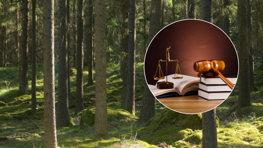 Nu kliver Högsta domstolen in i skogen