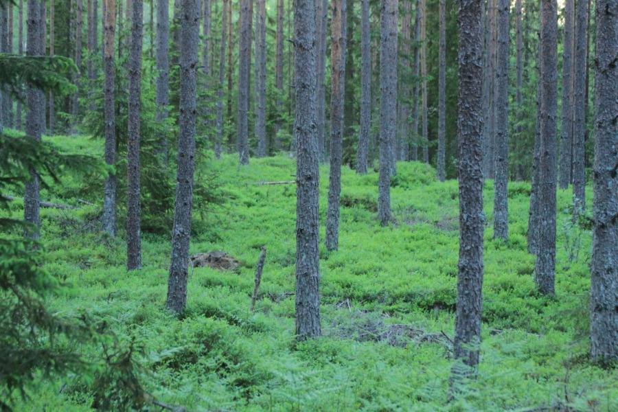 ”Hotade jobb – till liten klimatvinst”