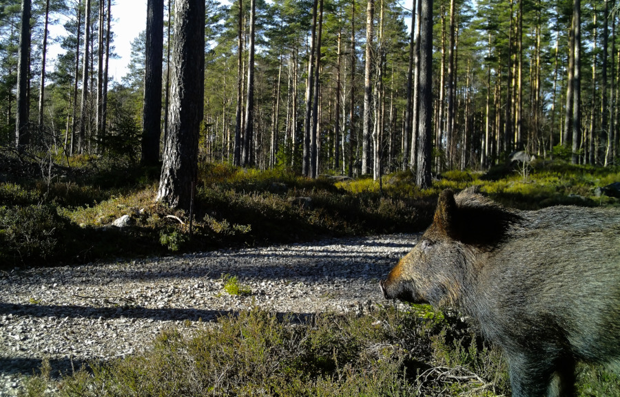 Finland stängslar svinpestzon